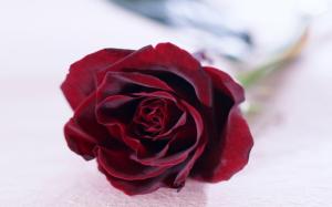 Red Velvet Rose wallpaper thumb
