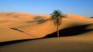 Palm Tree Desert Dunes Sand HD wallpaper thumb