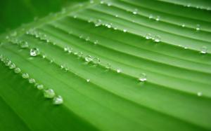 Banana Leaf, Green, Dew, Water Drops wallpaper thumb