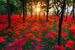 Red flowers in park wallpaper thumb