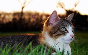 A Cat Laying In The Grass wallpaper thumb