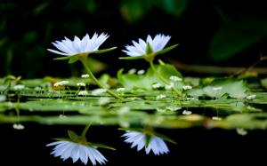 White water lilies, lake, black background wallpaper thumb
