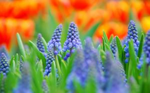 Muscari, blue flowers, blurred photography wallpaper thumb