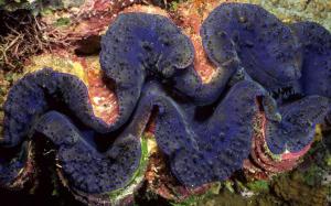Purple Coral wallpaper thumb