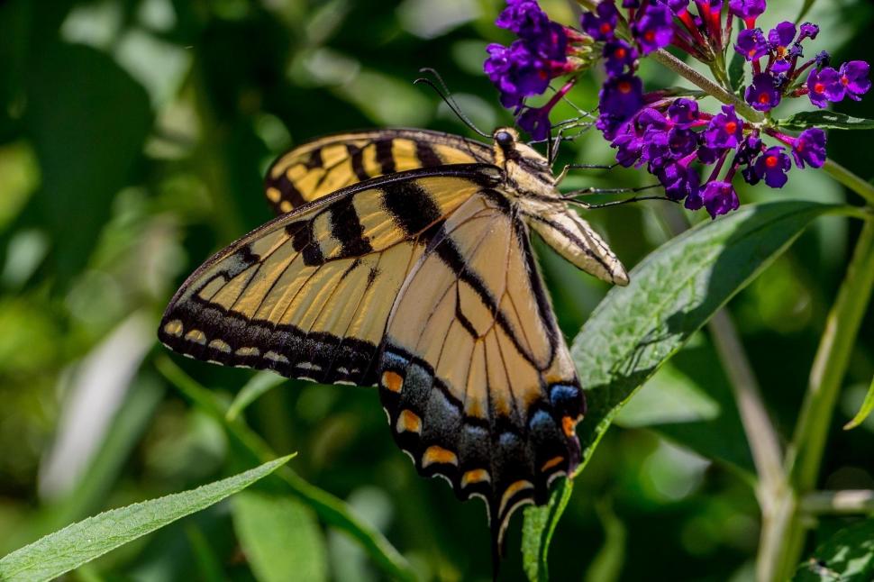Butterfly, flowers, grass, insect, leaves wallpaper,butterfly HD wallpaper,flowers HD wallpaper,grass HD wallpaper,insect HD wallpaper,leaves HD wallpaper,1920x1280 wallpaper