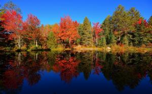 Colourful Forest Reflection wallpaper thumb