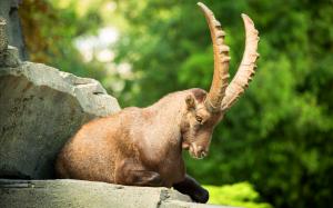 Alpine Ibex Goat wallpaper thumb