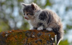 Furry cat, kitten wallpaper thumb