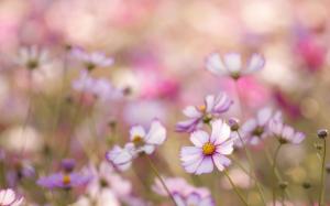 Kosmeya Flowers White Pink Petals Field Close Blurred Macro HD Desktop wallpaper thumb