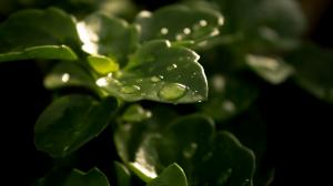Leaves Water Drops Macro Green HD wallpaper thumb