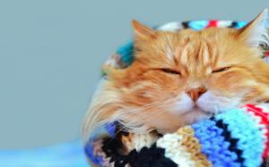 Cat gaze, warm, scarf, bokeh wallpaper thumb