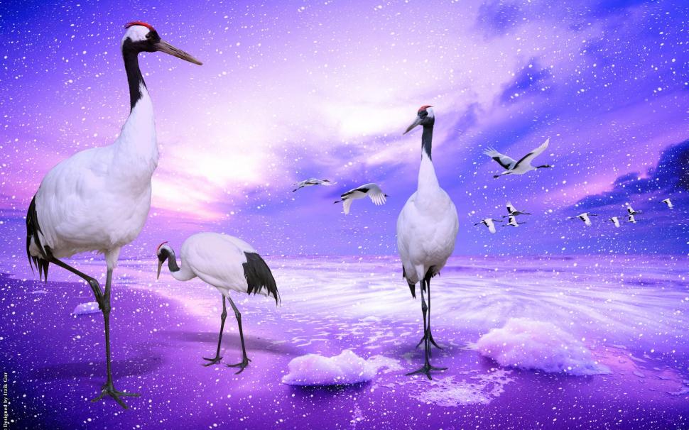 Red-crowned Cranes wallpaper,lovely HD wallpaper,purple HD wallpaper,cranes HD wallpaper,red-crowned HD wallpaper,animals HD wallpaper,2560x1600 wallpaper