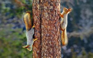 Eurasian red squirrel, tree, trunk, tail wallpaper thumb