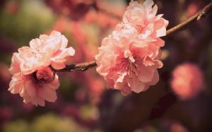 Sakura Flowers Desktop Images wallpaper thumb