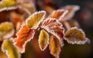 Winter, leaves, snow, ice, frost, bokeh wallpaper thumb