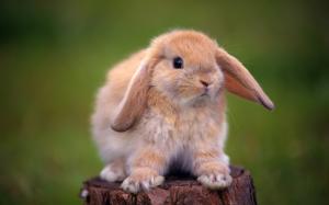 Cute rabbit standing on a tree stump wallpaper thumb