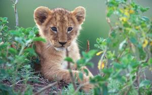 Cute little lion in green bushes wallpaper thumb