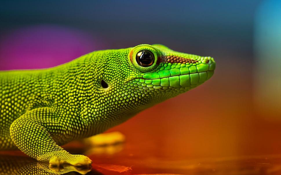 Green Lizard wallpaper,lizard HD wallpaper,reptile HD wallpaper,green HD wallpaper,1920x1200 wallpaper