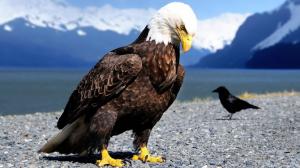 Eagle and raven close-up photography wallpaper thumb