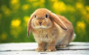 Cute Bunny, Adorable, Rabbits, Brown Fur, Black Eyes wallpaper thumb