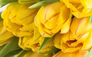 Yellow Tulips Background wallpaper thumb