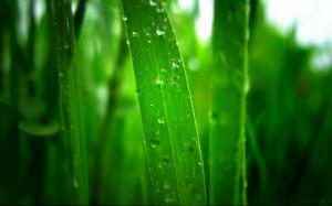 Early morning dew on the grass wallpaper thumb