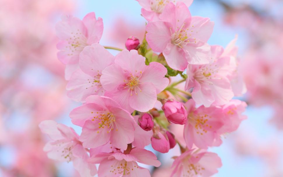 Pink Cherry Blossom wallpaper,pink flowers HD wallpaper,spring flowers HD wallpaper,cherry blossom HD wallpaper,2880x1800 wallpaper