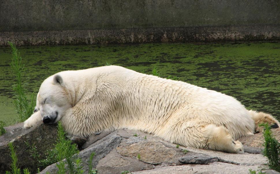 Sleeping Polar Bear wallpaper,animals HD wallpaper,2560x1600 HD wallpaper,bear HD wallpaper,polar bear HD wallpaper,2560x1600 wallpaper