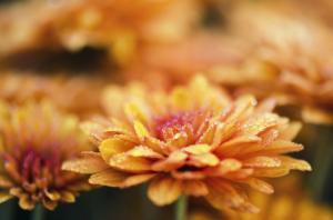 Chrysanthemum Dew wallpaper thumb