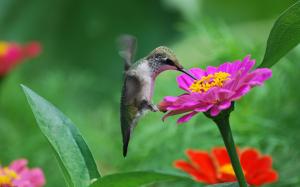 Hummingbird, pink flower, nectar wallpaper thumb