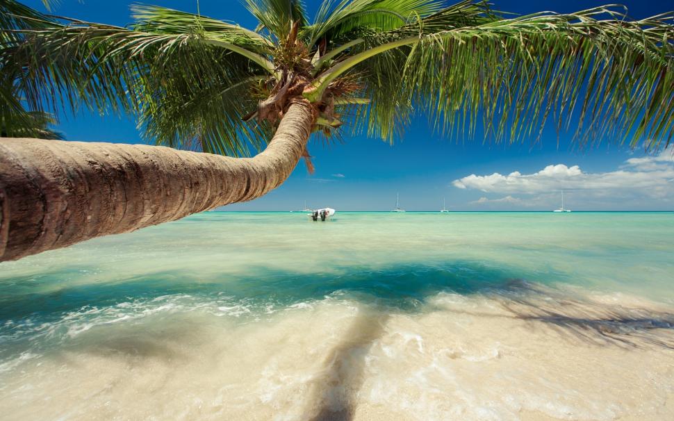 Nature, Landscape, Caribbean, Sea, Palm Trees, Beach, Tropical, Summer ...