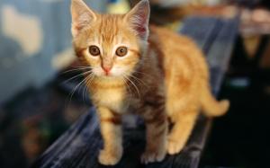 Cute orange kitten wallpaper thumb