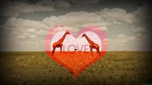 Giraffe in love wallpaper thumb