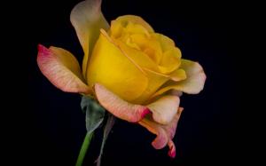 Yellow rose, black background wallpaper thumb