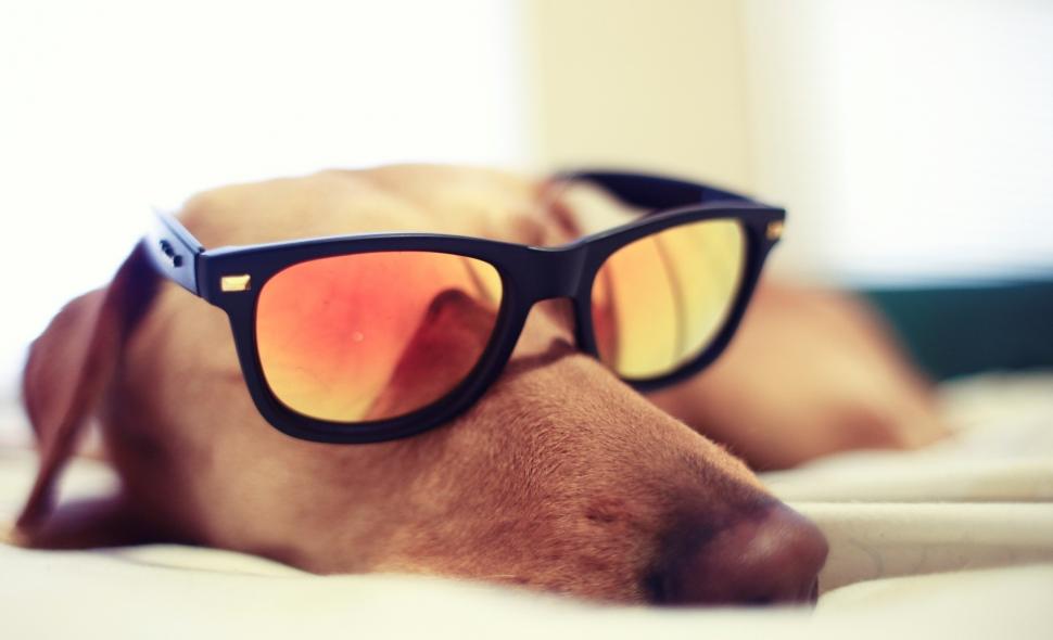 Dog, Glasses, Sleeping wallpaper,dog HD wallpaper,glasses HD wallpaper,sleeping HD wallpaper,2292x1395 HD wallpaper,2292x1395 wallpaper