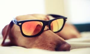 Dog, Glasses, Sleeping wallpaper thumb