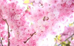 Pink tree blossoms wallpaper thumb