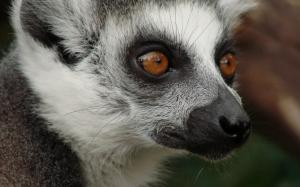 Lemur wallpaper thumb