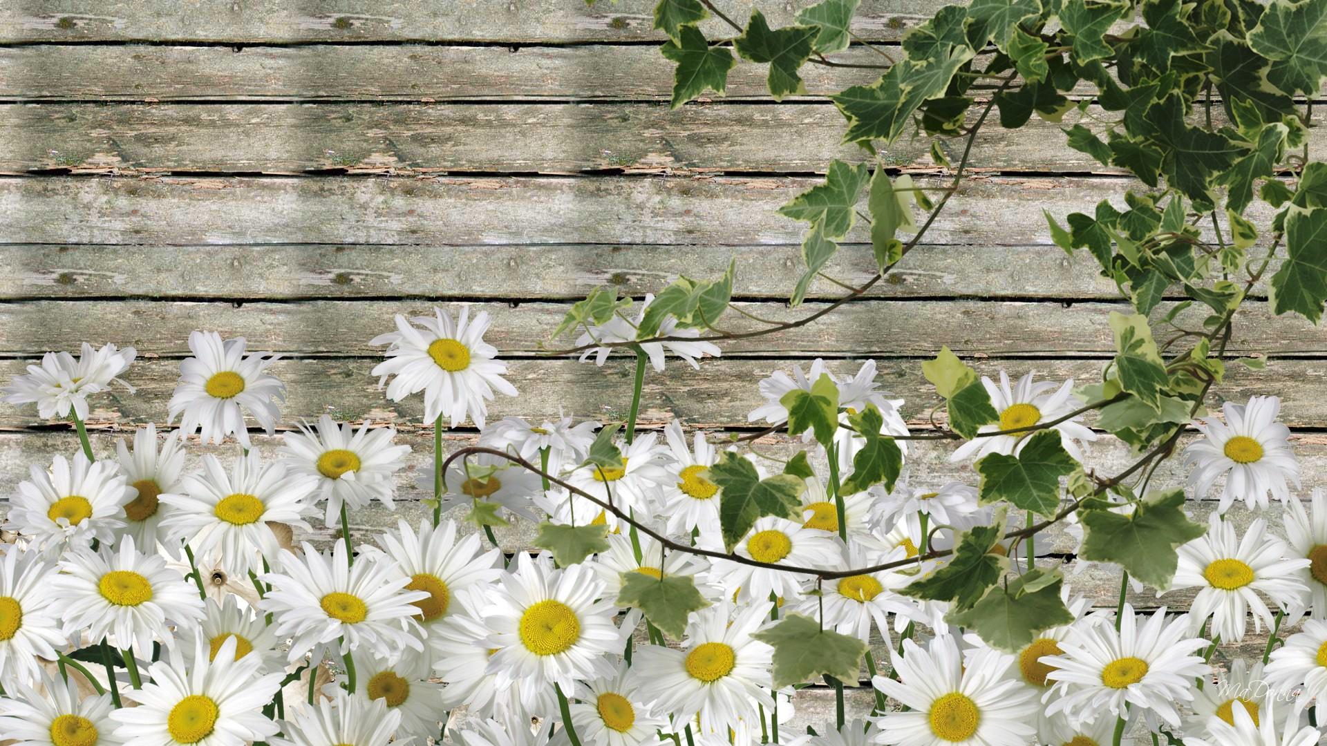 Daisies By Summer Barn Wallpaper Nature And Landscape Wallpaper Better