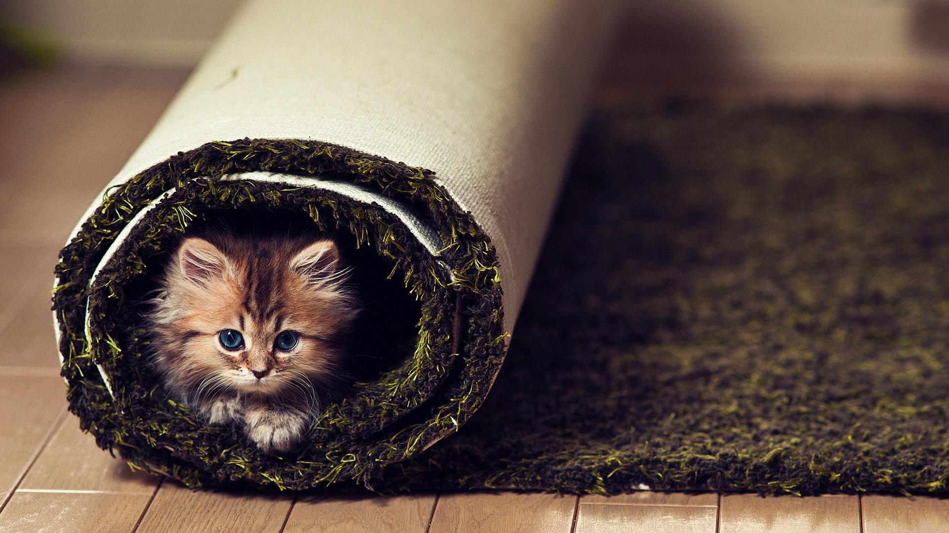 Download wallpaper for 240x320 resolution | Cat Play | animals
