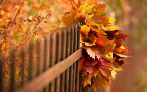 Nature, autumn, leaves, bokeh, fence wallpaper thumb
