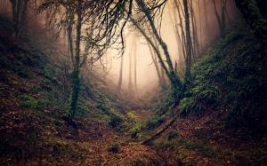 Forest, trees, branches, ravine, fog wallpaper thumb