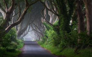 Ireland, road, trees, channel, morning, mist wallpaper thumb