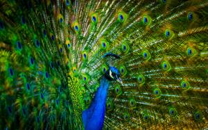 Peacock beautiful feathers wallpaper thumb