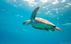 Underwater Sea Turtle wallpaper thumb