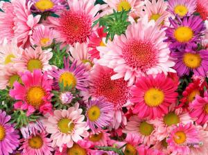daisies and mums.jpg colorful mums Pink HD wallpaper thumb