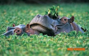 Hippos wallpaper thumb