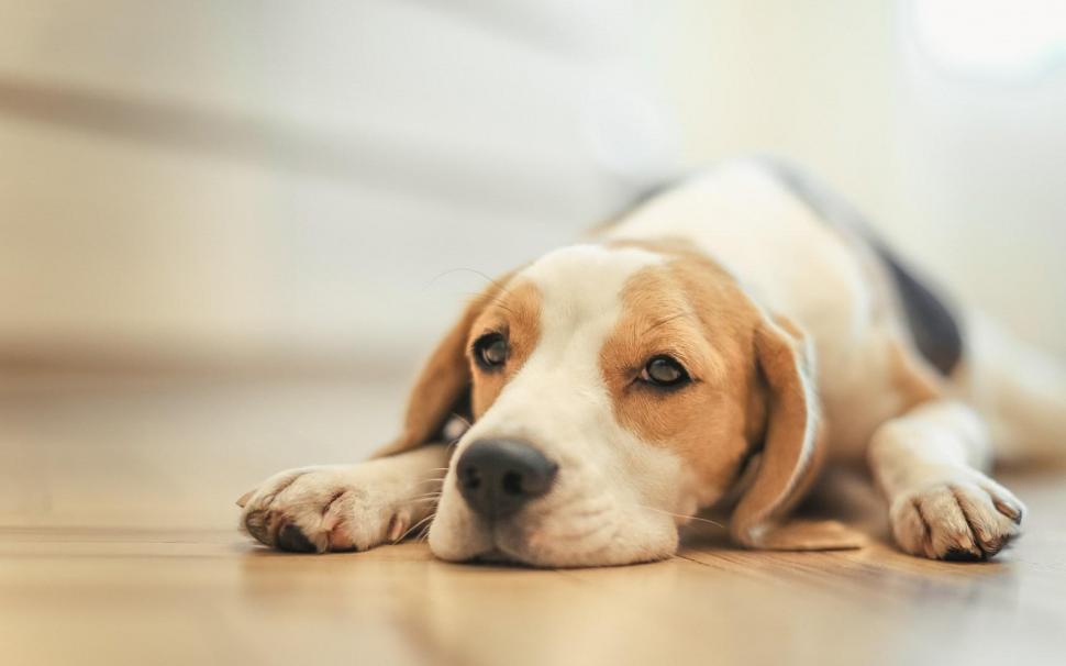 Beagle Dog Floor wallpaper,beagle wallpaper,floor wallpaper,1680x1050 wallpaper