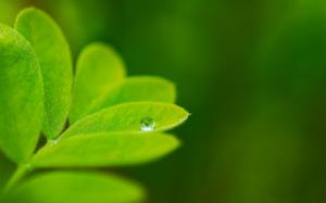 Leaves Macro Green Water Drop HD wallpaper thumb