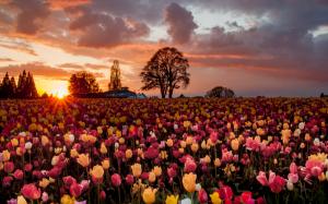 A lot of tulip flowers, warm sunset, fields wallpaper thumb